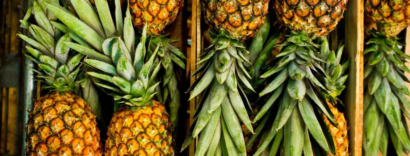 Fresh pineapples in neat rows