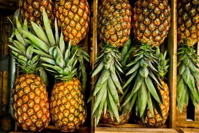 Fresh pineapples are neatly arranged in rows