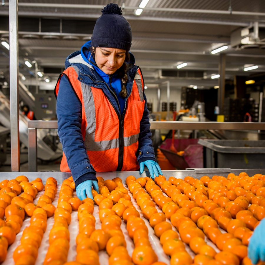 Woman in Airsun Express facility sorting oranges